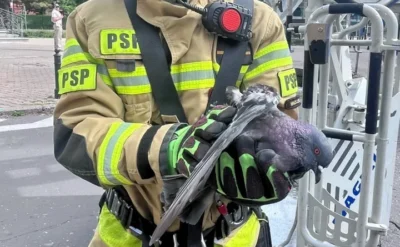 Gołąb uwięziony 5 metrów nad ulicą. Pomogła straż pożarna w Warszawie
