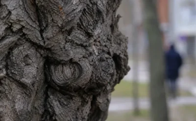 Sosna z Falenicy wygrała plebiscyt. To Warszawskie Drzewo Roku